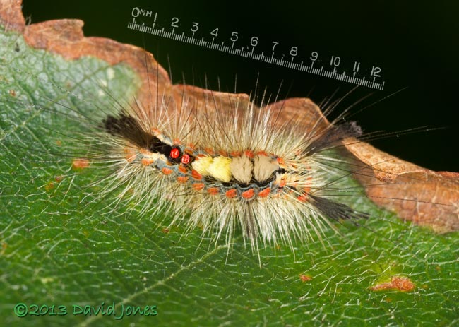 Vapourer caterpillar on Birch - 2, 14 August 2013