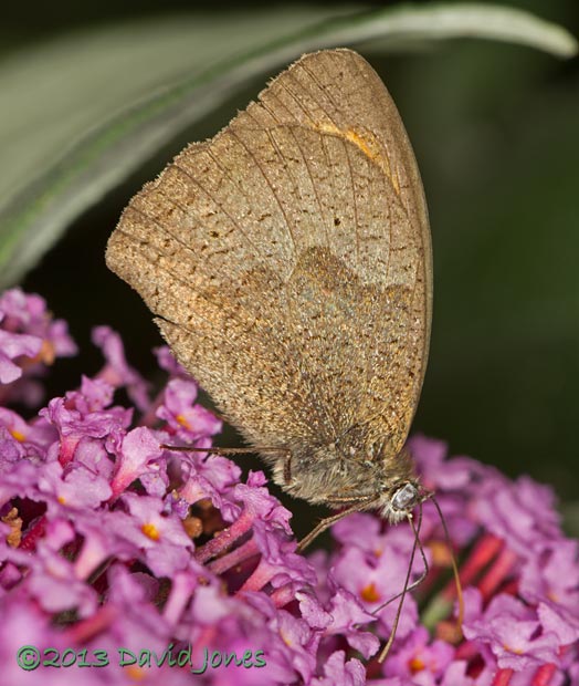 Meadow Brown with spot hidden, 15 August 2013