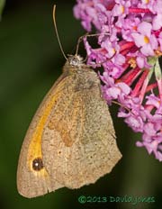 Meadow Brown on Budleia, 15 August 2013