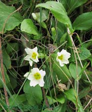 The first Primroses opened during the weekend