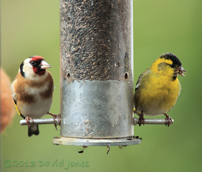 Siskin and Goldfinch at Niger seed feeder