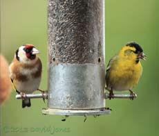 A male Siskin visits the feeders