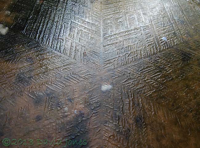 Ice pattern on birdbath