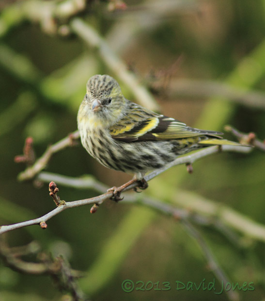 Female Siskin in Hawthorn - 1