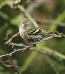 Female Siskin in Hawthorn