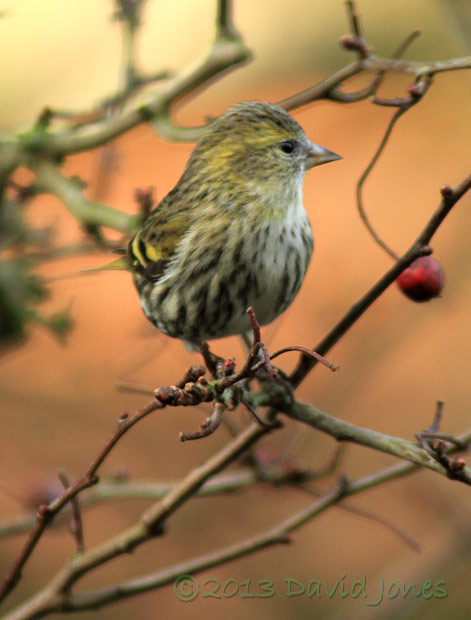 Female Siskin in Hawthorn - 2