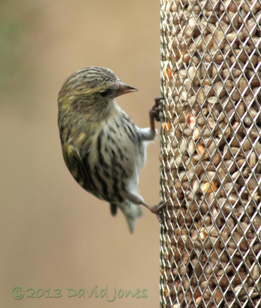 Female Siskin at sunflower feeder