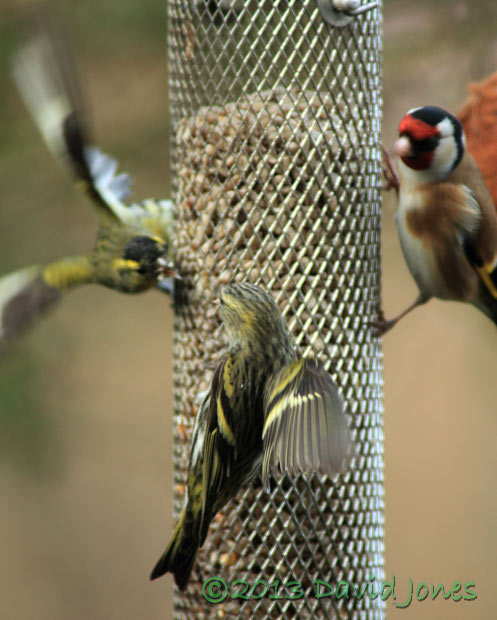 Male Siskin chases off a female from feeder