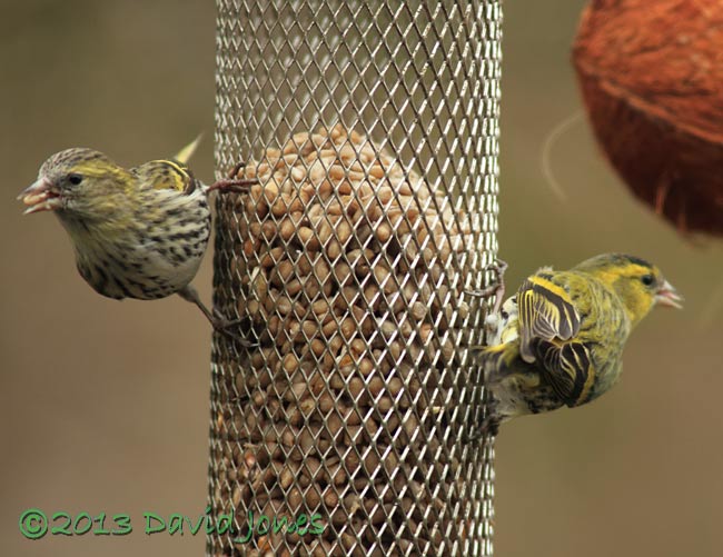 Siskins at Sunflower feeder