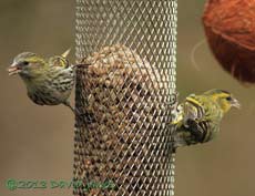 Siskins at Sunflower feeder