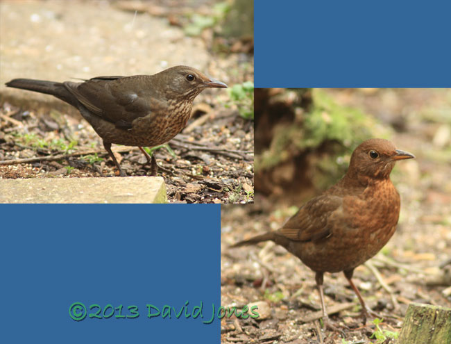 Blackbird females in garden, 23 Feb 2013