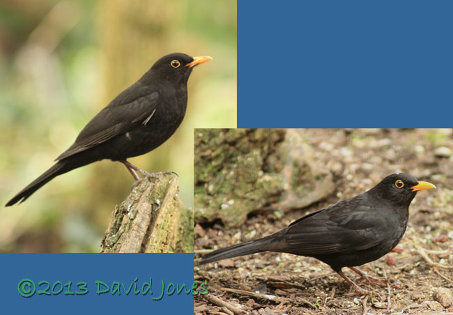 Blackbird males in garden, 23 Feb 2013