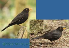 Blackbird males in garden, 23 Feb 2013