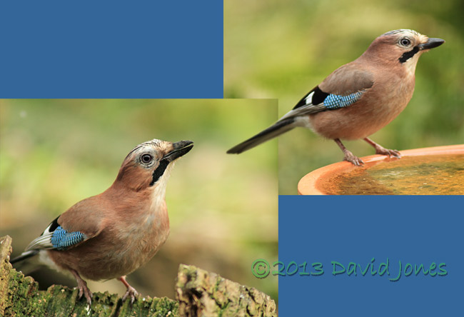 Jays visiting garden, 23 Feb 2013