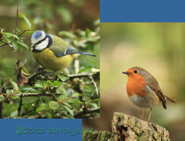 Bluetit and Robin, 23 Feb 2013