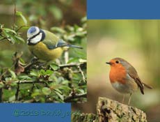Bluetit and Robin, 23 Feb 2013