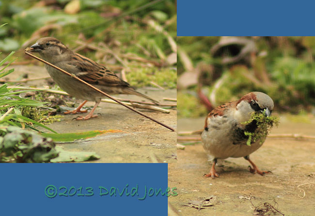 Sparrows gather nest materials, 23 Feb 2013