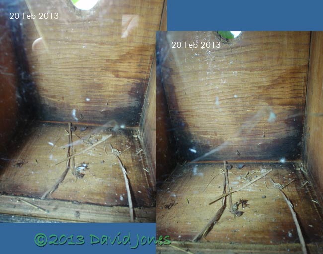 Bluetit nest showing lack of activity, 24 Feb 2013