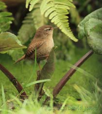 Wren perched on Marsh Marigold leaf, 25 Feb 2013