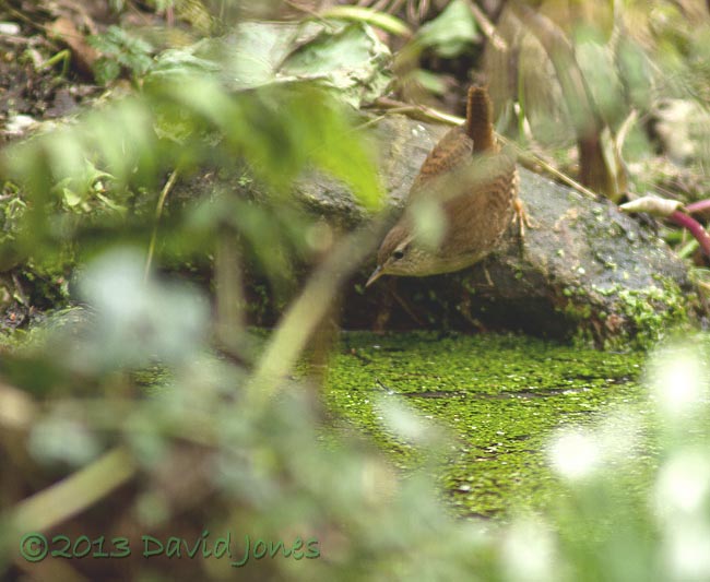 Wren 'fishing' in small pond, 25 Feb 2013