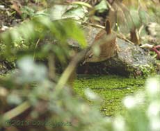 Wren 'fishing' in small pond, 25 Feb 2013