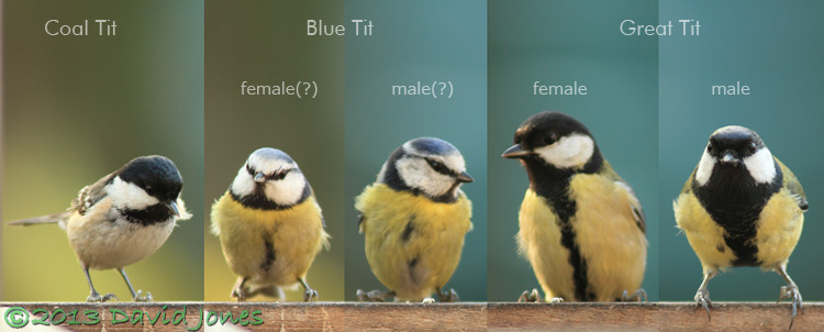 Coal, Blue and Great Tits compared, 27 Feb 2013