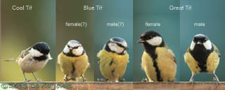 Coal, Blue and Great Tits compared, 27 Feb 2013