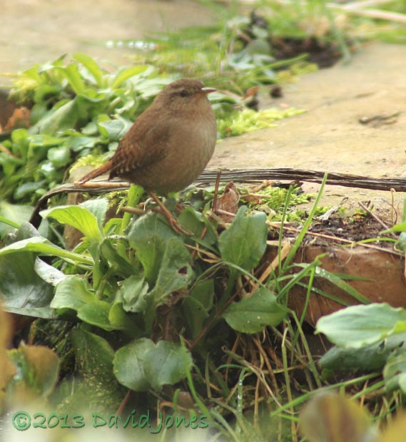 Wren next to small pond, 27 Feb 2013