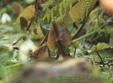 Wren hunting amongst vegetation of little pond, 27 Feb 2013