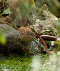 Wren next to small pond, 28 Feb 2013
