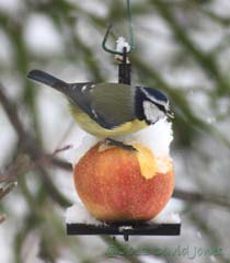Blue Tit on apple