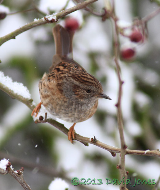 Dunnock in the Hawthorn