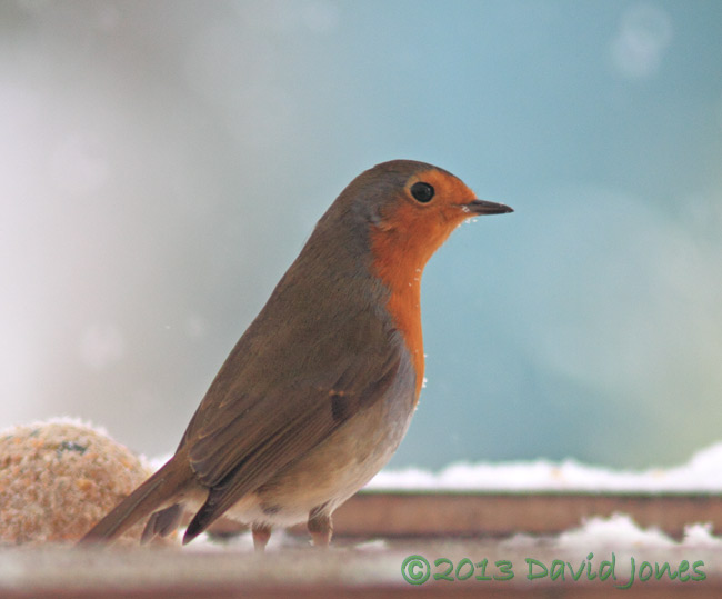 Robin at the bird table