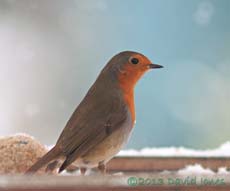 Robin at the bird table