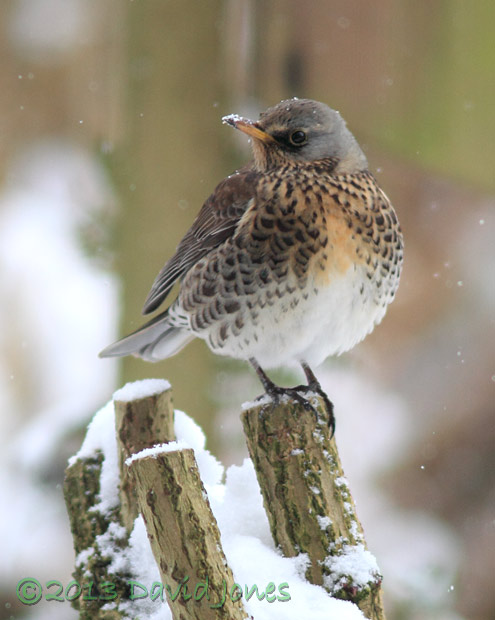 Fieldfare on stump of Elder