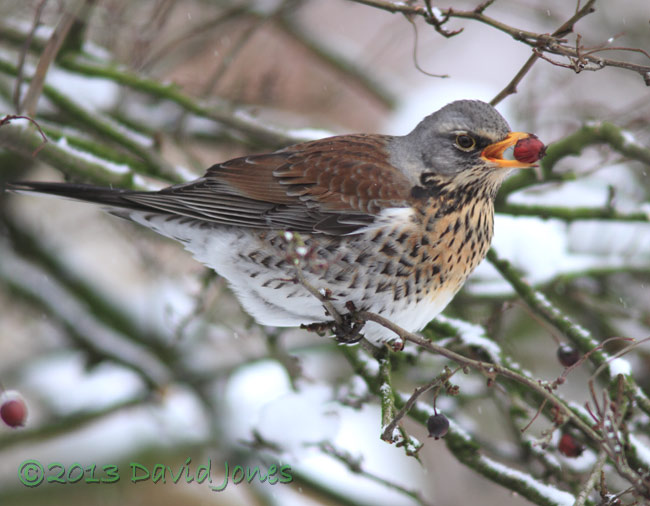 Fieldfare eats Hawthorn berry(haw)