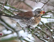 Fieldfare eats Hawthorn berry(haw)