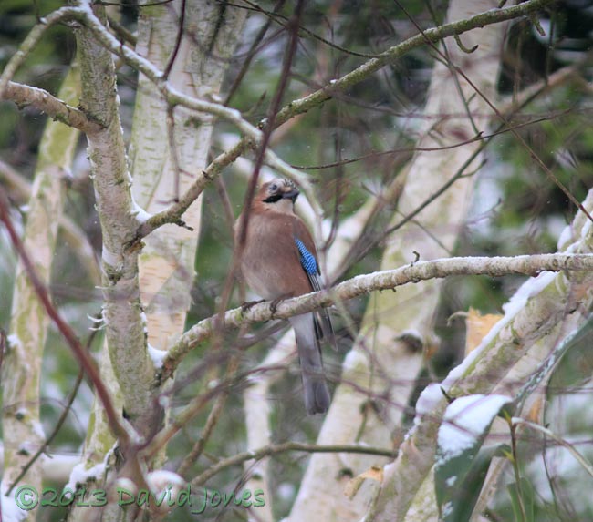 Jay in Birch tree