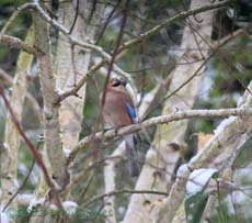 Jay in Birch tree
