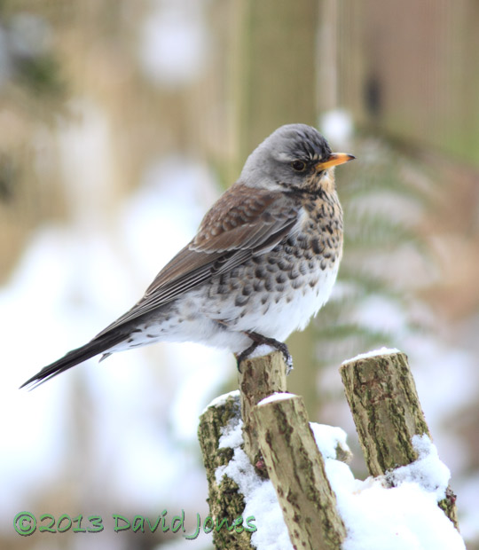Fieldfare in the snow, 21 Jan 2013 - #2