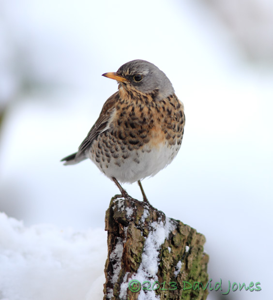 Fieldfare in the snow, 21 Jan 2013
