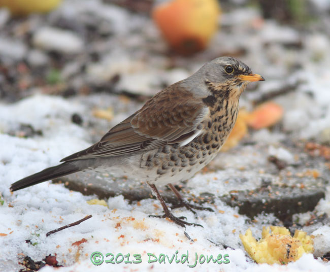 Fieldfare amongst apples - 1