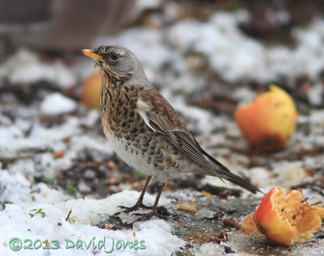Fieldfare amongst apples - 2