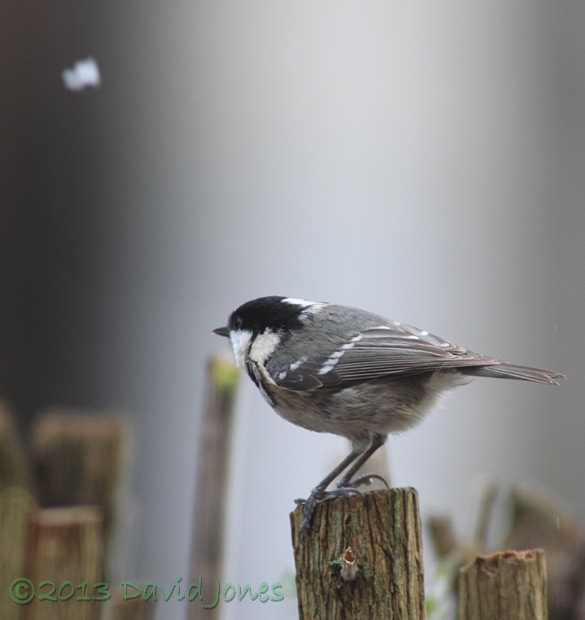 Coal Tit on Buddlea branch - 1