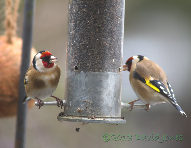 Goldfinches at niger seed feeder