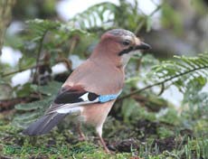 Jay searches for peanuts