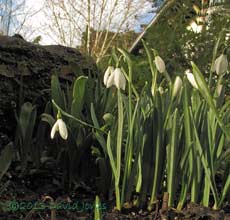 First Snowdrops of the year