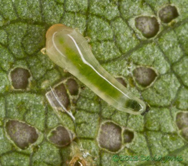 Sawfly larva on Birch leaf, 2 July 2013