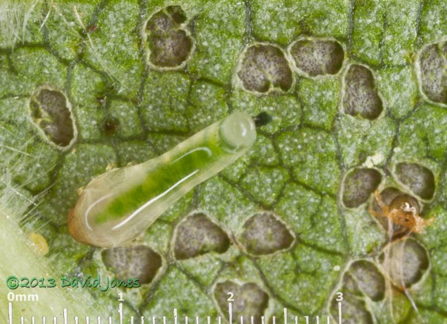 Sawfly larva on Birch leaf - 2, 2 July 2013