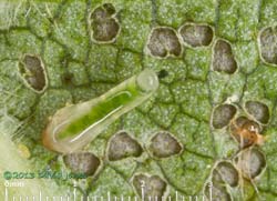 Sawfly larva on Birch leaf, 2 July 2013